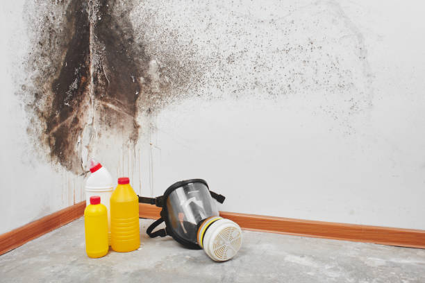 Best Residential Mold Removal  in Conover, NC