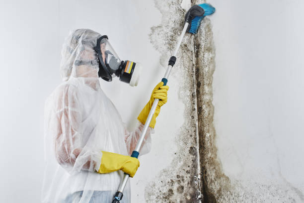 Best Commercial Mold Removal  in Conover, NC