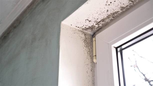 Best Certified Mold Removal  in Conover, NC