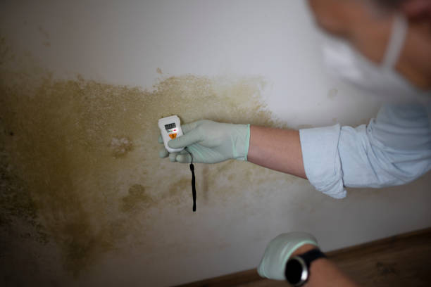Best Mold Damage Repair  in Conover, NC