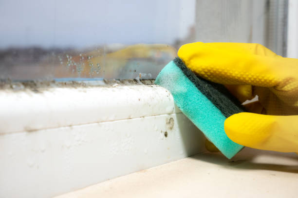 Best Office Mold Removal Services  in Conover, NC