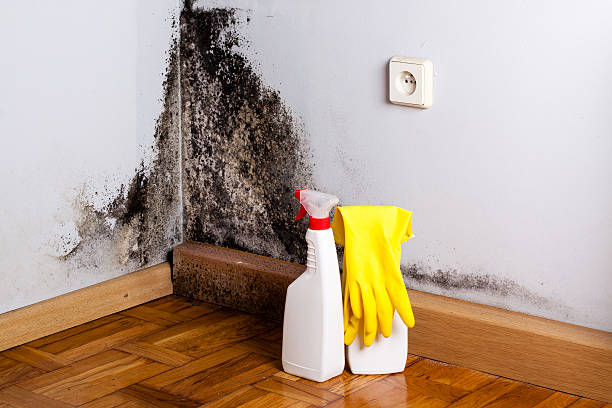 Best Fast Mold Removal  in Conover, NC