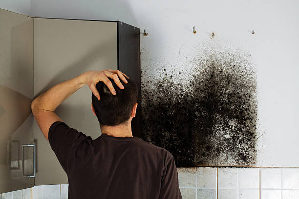 Mold Removal and Inspection in Conover, NC