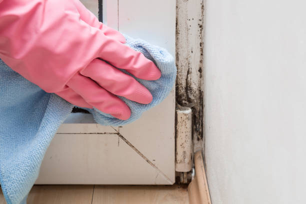 Best Emergency Mold Removal  in Conover, NC