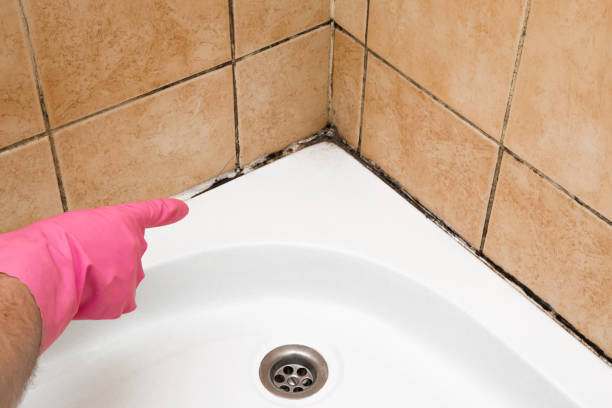 Best Toxic Mold Removal  in Conover, NC