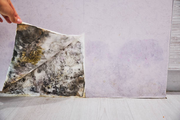 Conover, NC Mold Removal Company